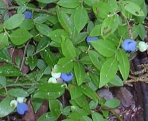 Wild blueberries on Sawyer Mountain