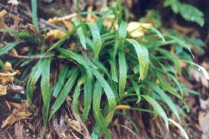 Plantain-leaved Sedge (Carex plantaginea)
