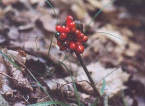 Jack-in-the-pulpit (Arisama stewardsonii)