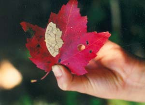 Moths and butterflies.