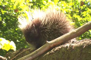 Young Maine porcupine