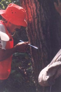 Tree core is extracted