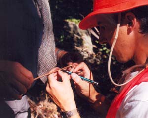 Extracted core rings counted