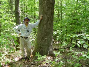 Don Cameron with old-growth red oak