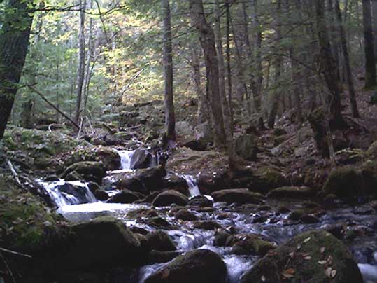 Pease Brook as viewed from the Jagolinzer Preserve