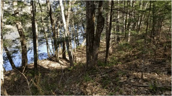 🌎 Earth Day Clean-up at Riverview&nbsp;Preserve